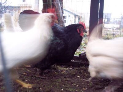 Feather-Pecking Solutions Image